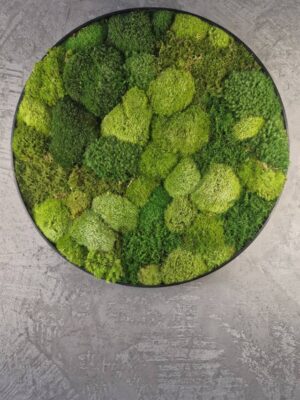 Obraz z mchu poduszkowego Circle of Moss – Krąg mchu