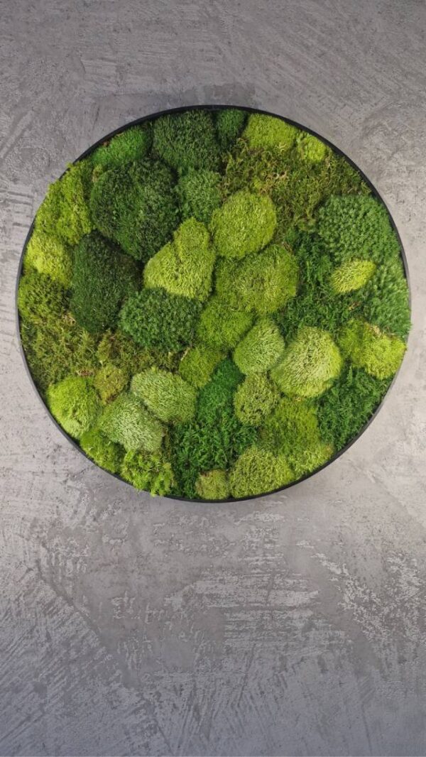 20250504_185359 Obraz z mchu poduszkowego Circle of Moss – Krąg mchu