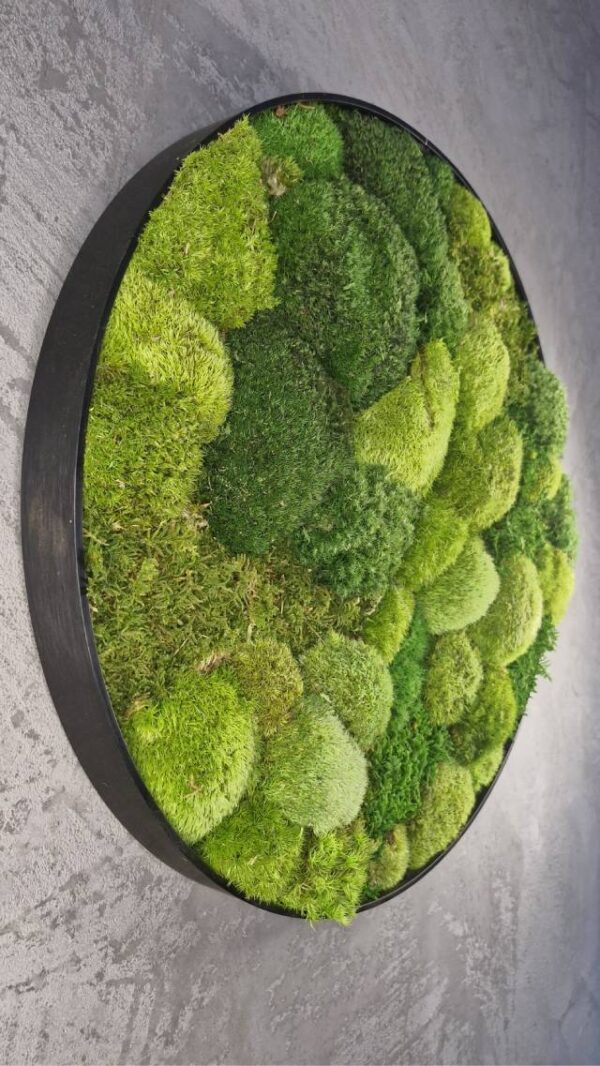 20250504_185421 Obraz z mchu poduszkowego Circle of Moss – Krąg mchu