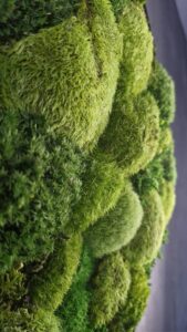 Obraz z mchu poduszkowego Circle of Moss – Krąg mchu 3 20250504 185451