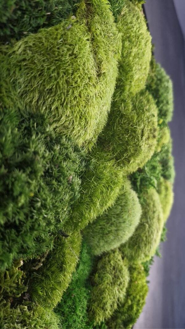 20250504_185451 Obraz z mchu poduszkowego Circle of Moss – Krąg mchu