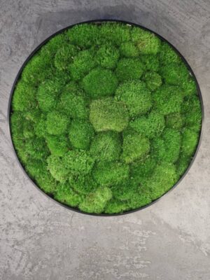 20250504_185651 Obraz z mchu poduszkowego Classic Halo – Klasyczne koło zieleni