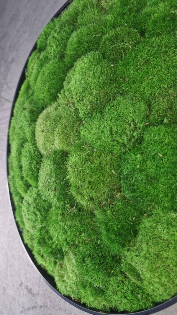 Obraz z mchu poduszkowego Classic Halo – Klasyczne koło zieleni  