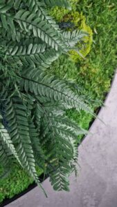 Obraz z mchu poduszkowego MossWhisper – Zielona Oaza 3 20250504 200640