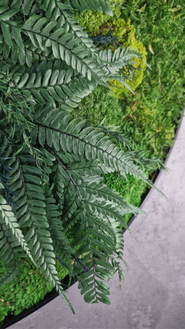 20250504_200640 Obraz z mchu poduszkowego MossWhisper – Zielona Oaza