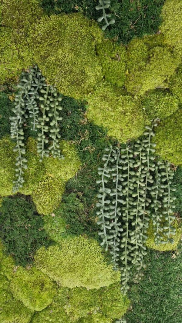 20250504_202200 Obraz z mchu mieszanego Gravity – Wodospad Zieleni