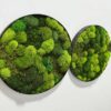 bf2a4d8bf5a4b3d59dcaa6f95a4c2f33 Obraz z mchu poduszkowego Circle of Moss – Krąg mchu