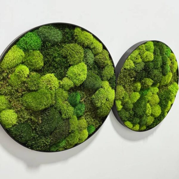 bf2a4d8bf5a4b3d59dcaa6f95a4c2f33 Obraz z mchu poduszkowego Circle of Moss – Krąg mchu