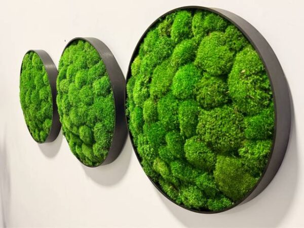 Obraz z mchu poduszkowego Classic Halo – Klasyczne koło zieleni  