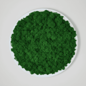 Obraz modułowy z mchu chrobotka – Vert Circle S