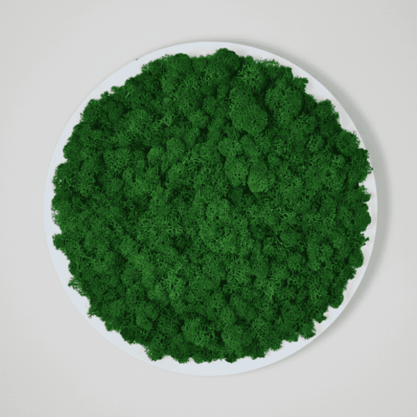 Obraz modułowy z mchu chrobotka – Vert Circle S
