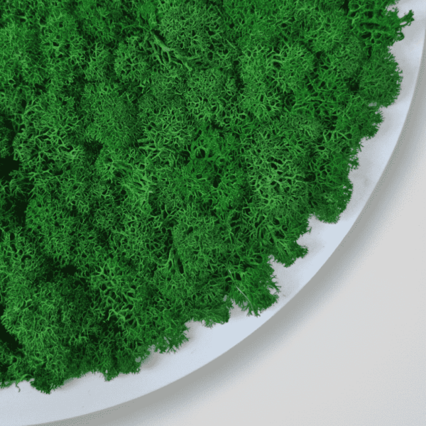 Obraz modułowy z mchu chrobotka – Vert Circle S