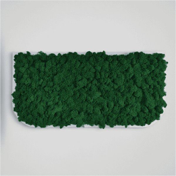 Obraz z mchu chrobotka Vert-Large