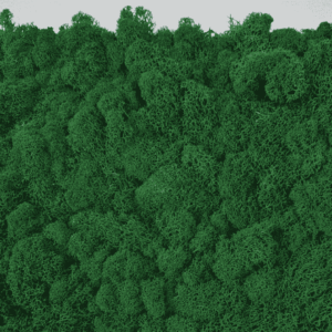 Obraz z mchu chrobotka Vert-Large z bliska