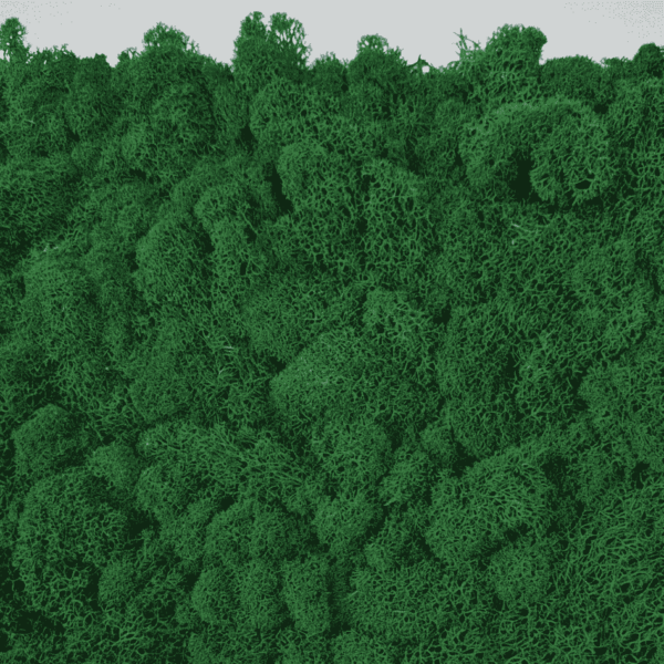 Obraz z mchu chrobotka Vert-Large z bliska