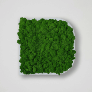 Obraz modułowy z mchu chrobotka – Vert Light
