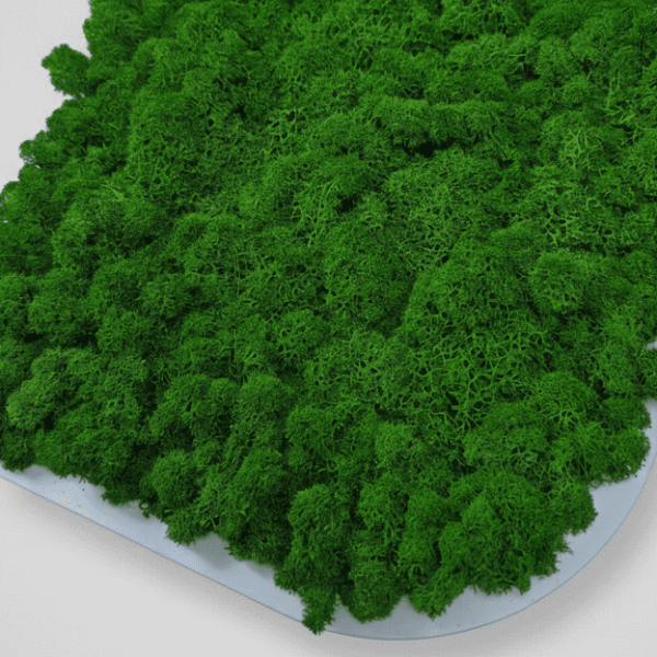 Obraz modułowy z mchu chrobotka – Vert Light