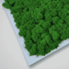 Obraz modułowy z mchu chrobotka – Vert Light