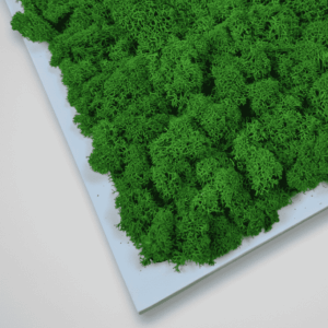 Obraz modułowy z mchu chrobotka – Vert Light