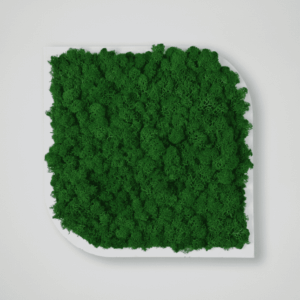 Obraz modułowy z mchu chrobotka – Vert Shy