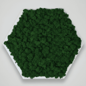 Obraz z mchu chrobotka Modułowy HoneyComb Plaster miodu