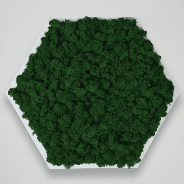 Obraz z mchu chrobotka Modułowy HoneyComb Plaster miodu