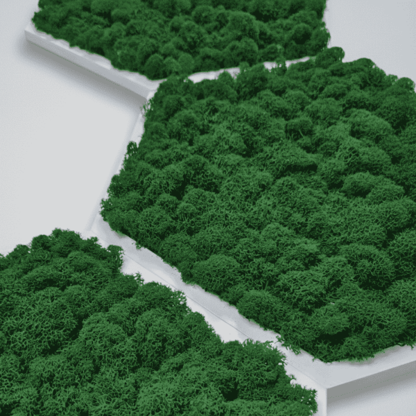 Obraz z mchu chrobotka Modułowy HoneyComb Plaster miodu