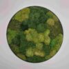 Obraz z mchu poduszkowego Circle of Moss. Okrągły obraz.