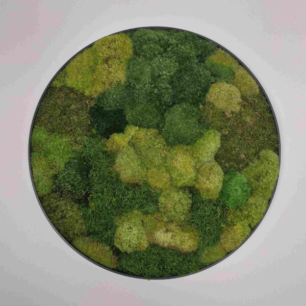 Obraz z mchu poduszkowego Circle of Moss. Okrągły obraz.