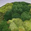 Obraz z mchu poduszkowego Circle of Moss. Okrągły obraz.