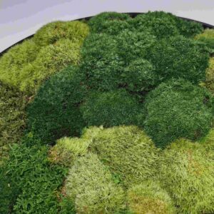 Obraz z mchu poduszkowego Circle of Moss. Okrągły obraz.