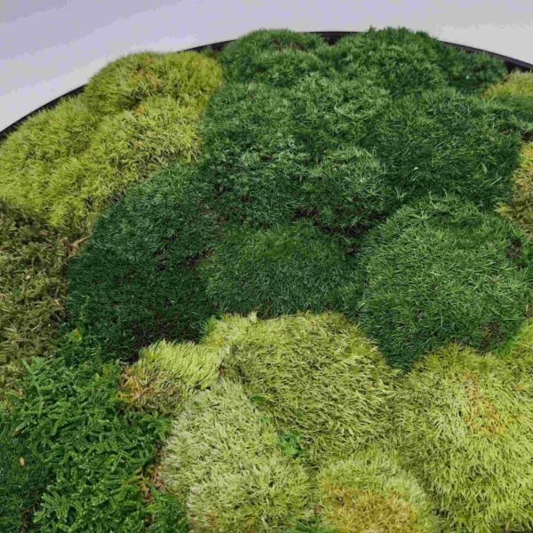 Obraz z mchu poduszkowego Circle of Moss. Okrągły obraz.