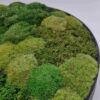 Obraz z mchu poduszkowego Circle of Moss. Okrągły obraz.