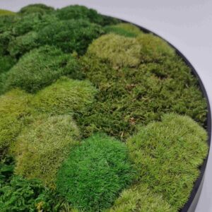 Obraz z mchu poduszkowego Circle of Moss. Okrągły obraz.