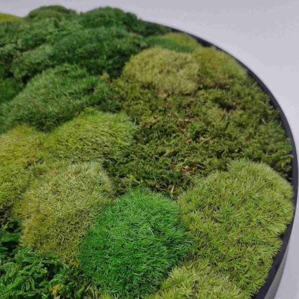 Obraz z mchu poduszkowego Circle of Moss. Okrągły obraz.