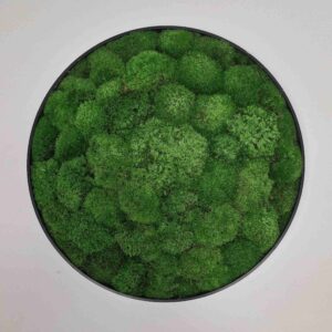 Okrągły obraz z mchu poduszkowego.