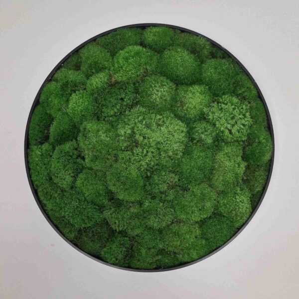 Okrągły obraz z mchu poduszkowego.