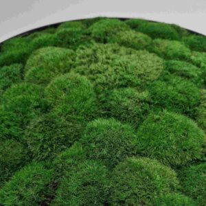 Okrągły obraz z mchu poduszkowego.