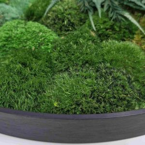 Subtelny okrągły obraz z mchu poduszkowego i roślin.