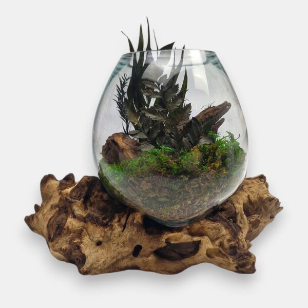 Duży klosz z mchem i roślinami na korzeniu tekowym