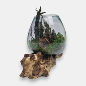 Duży klosz z mchem i roślinami na korzeniu tekowym