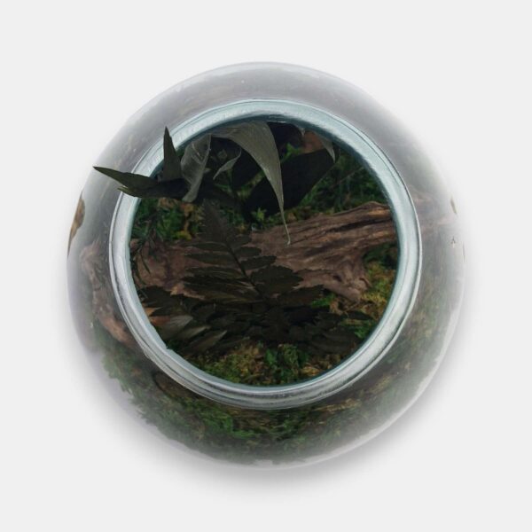 Duży klosz z mchem i roślinami na korzeniu tekowym