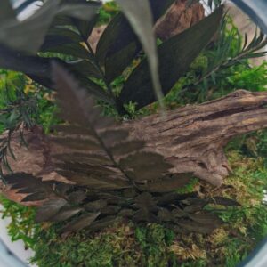 Duży klosz z mchem i roślinami na korzeniu tekowym