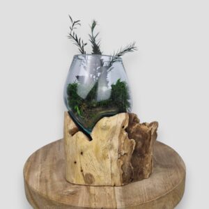 Mały klosz z mchem i roślinami na korzeniu tekowym bok