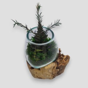 Mały klosz z mchem i roślinami na korzeniu tekowym bok