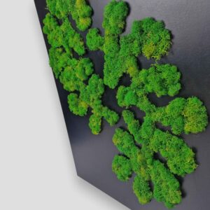 Obraz z mchu chrobotka pulse of nature