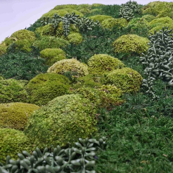 Obraz z mchu mieszanego Gravity