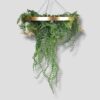 Obręcz roślinna zielony sufit Hanging garden 60cm