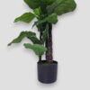 Sztuczna roślina Figowiec Fikus 120cm