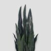 Sztuczna roślina Sansewieria Zelenica 65cm
